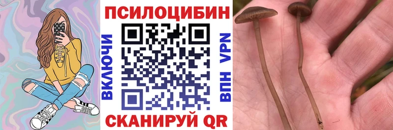Купить где  Чекалин  Галлюциногенные грибы мицелий 